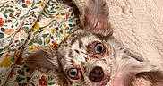 Novina joined the competition — help win amazing prizes! animal, bed, blanket, closeup, cozy, cute, dog, ears, expression, eyes, face, floral, fur, indoor, lying_down, nostrils, pet, pink_skin, small_dog, whiskers