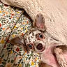 animal, bed, blanket, closeup, cozy, cute, dog, ears, expression, eyes, face, floral, fur, indoor, lying_down, nostrils, pet, pink_skin, small_dog, whiskers