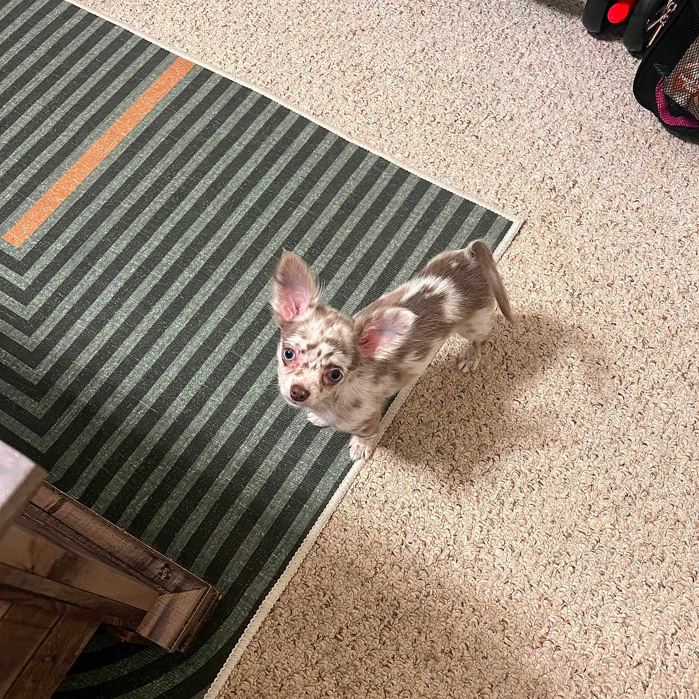 Novina joined the competition — help win amazing prizes! animal, brown, carpet, curious, cute, dog, ears, flooring, furniture, home, indoor, looking_up, pet, puppy, rug, small_dog, spotted, striped_rug, white, wood