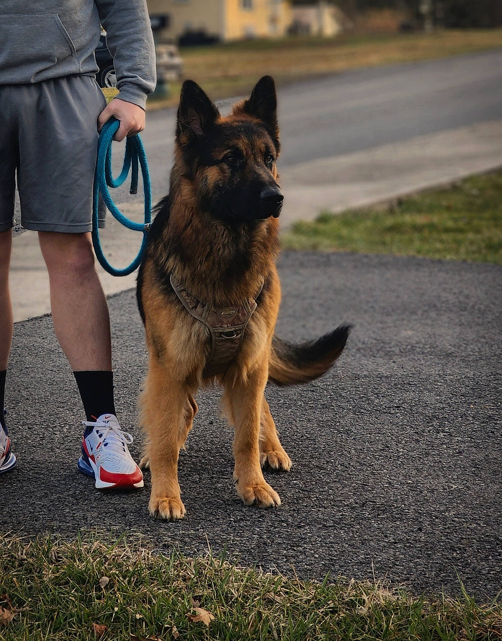 Grizwald is registered to the contest to win money with this photo: canidae, carnivore, companion_dog, dog, dog_breed, east_european_shepherd, fashion_accessory, fawn, foot, german_shepherd_dog, grass, herding_dog, human_leg, king_shepherd, leash, leg, old_german_shepherd_dog, road_surface, shorts, sporting_group