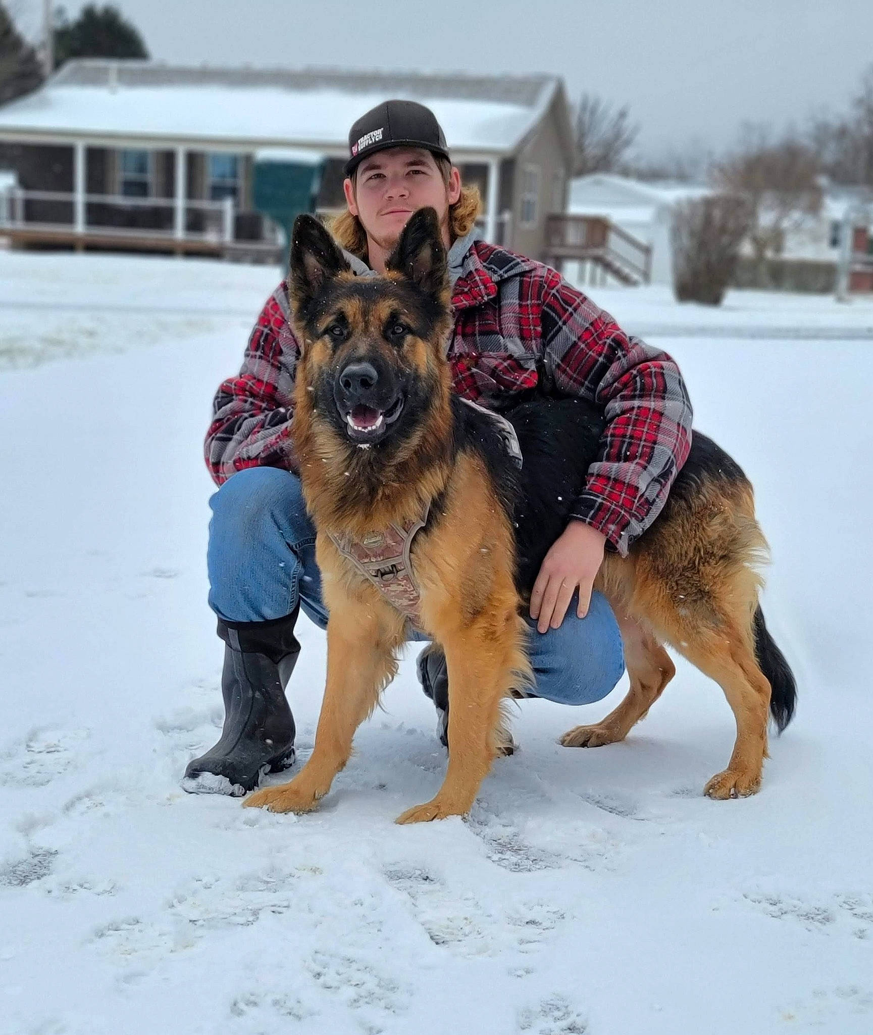 Grizwald is registered to the contest to win money with this photo: canidae, carnivore, dog, dog_breed, dog_supply, east_european_shepherd, freezing, fun, german_shepherd_dog, herding_dog, king_shepherd, mammal, old_german_shepherd_dog, smile, snow, sporting_group, tree, vertebrate, window, winter