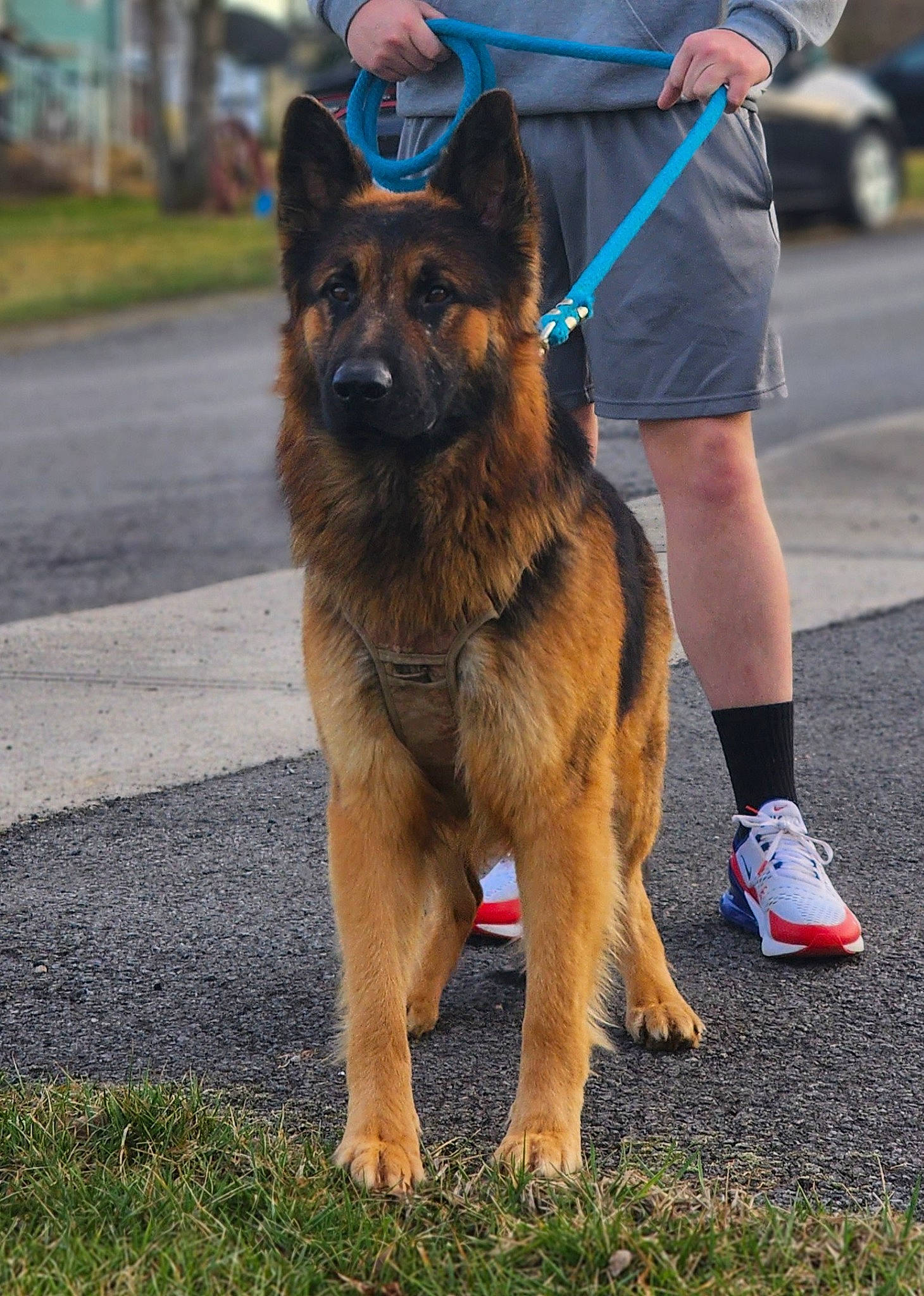 Grizwald is registered to the contest to win money with this photo: canidae, carnivore, collar, companion_dog, dog, dog_breed, east_european_shepherd, electric_blue, fur, german_shepherd_dog, herding_dog, human_leg, king_shepherd, law_enforcement, leash, old_german_shepherd_dog, shorts, snout, sporting_group, thigh