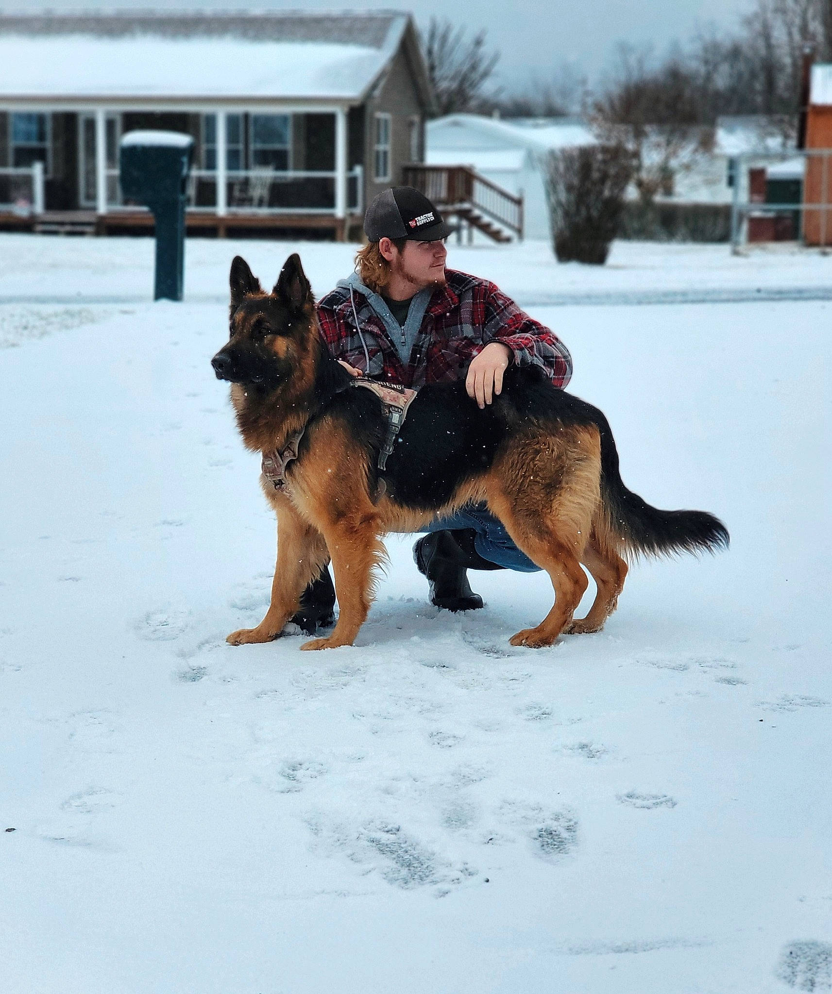 Grizwald joined the competition — help win amazing prizes! canidae, carnivore, companion_dog, dog, dog_breed, dog_supply, east_european_shepherd, fur, german_shepherd_dog, herding_dog, king_shepherd, law_enforcement, mammal, old_german_shepherd_dog, snow, sporting_group, tree, vertebrate, window, winter