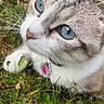 cat, blue_eyes, grass, outdoor, pet, collar, tag, whiskers, fur, close_up, nature, animal, cute, looking_up, greenery, daylight, mammal, domestic_cat, portrait, curious