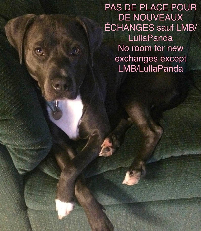 Nova joined the competition — help win amazing prizes! canidae, carnivore, comfort, companion_dog, dog, dog_breed, dog_supply, fawn, font, gun_dog, hunting_dog, internet_meme, liver, paw, pet_supply, photo_caption, sporting_group, vertebrate, whiskers, working_animal