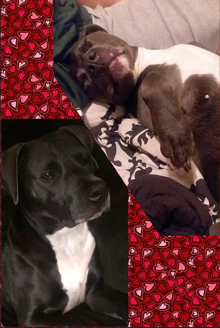 Nova is registered to the contest to win money with this photo: canidae, carnivore, comfort, companion_dog, dog, dog_breed, dog_collar, dog_supply, fawn, fur, gun_dog, linens, liver, magenta, pattern, pet_supply, sleeve, snout, sporting_group, working_animal