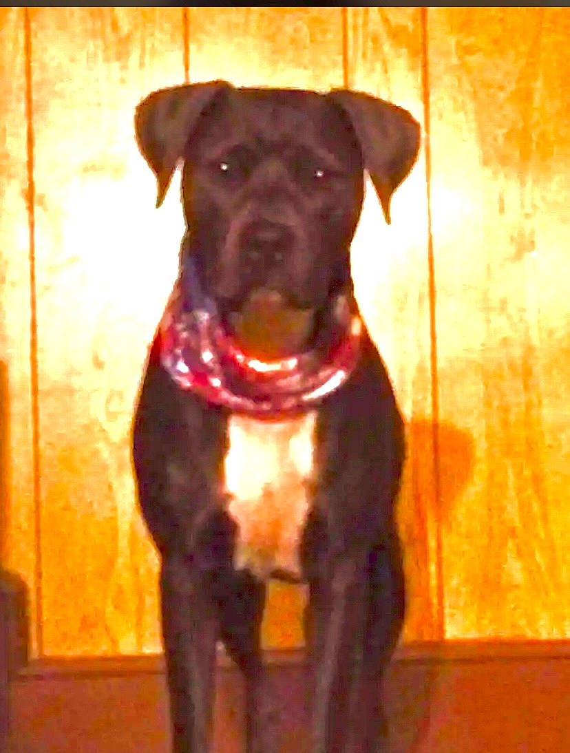 Nova joined the competition — help win amazing prizes! borador, canidae, carnivore, collar, companion_dog, dog, dog_breed, dog_collar, fawn, fur, gun_dog, hunting_dog, liver, non_sporting_group, pet_supply, snout, sporting_group, whiskers, working_animal, working_dog