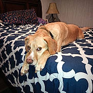 Duke is registered to the contest to win money with this photo: dog, bed, bedding, pillow, lamp, bedroom, wooden_headboard, pattern, resting, canine, indoor, pet, fur, collar, comfort, sleepy, looking, animal, home, relaxed