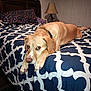 dog, bed, bedding, pillow, lamp, bedroom, wooden_headboard, pattern, resting, canine, indoor, pet, fur, collar, comfort, sleepy, looking, animal, home, relaxed