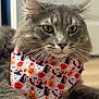 Seattle joined the competition — help win amazing prizes! cat, gray_cat, bandana, halloween, ghosts, pumpkins, black_cats, bats, witch_hats, pet, fur, green_eyes, close_up, indoor, floor, cute, animal, portrait, relaxed, costume