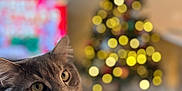 Seattle joined the competition — help win amazing prizes! cat, gray_cat, pet, animal, feline, indoor, closeup, portrait, christmas_tree, holiday, bokeh, decorations, lights, soft_focus, cozy, furniture, home, relaxed, whiskers, cute
