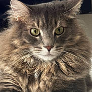 Seattle joined the competition — help win amazing prizes! cat, fluffy, gray, green_eyes, pet, animal, fur, whiskers, portrait, closeup, indoor, cute, mammal, feline, face, ears, nose, resting, domestic_cat, alert