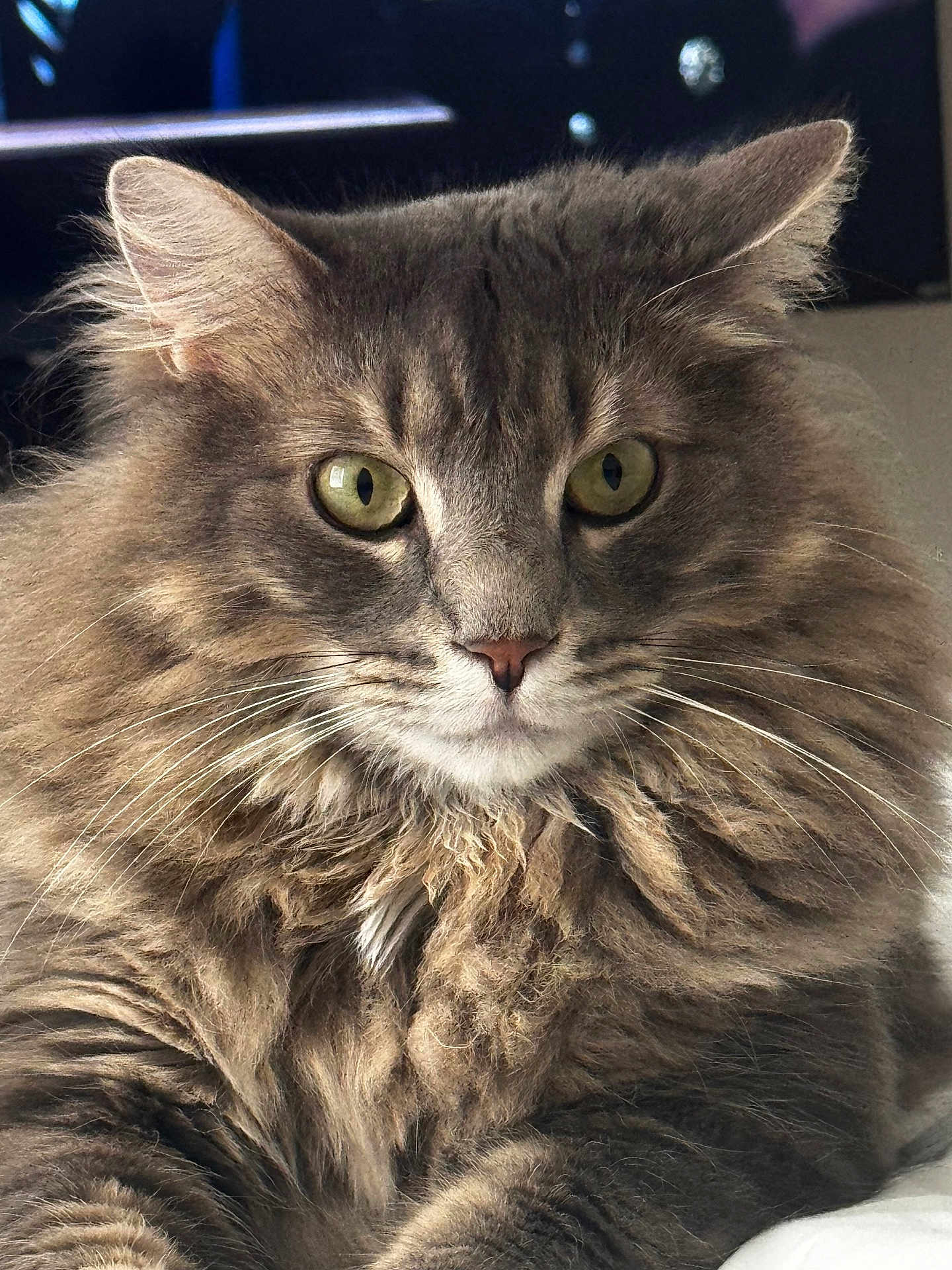 Seattle joined the competition — help win amazing prizes! cat, fluffy, gray, green_eyes, pet, animal, fur, whiskers, portrait, closeup, indoor, cute, mammal, feline, face, ears, nose, resting, domestic_cat, alert