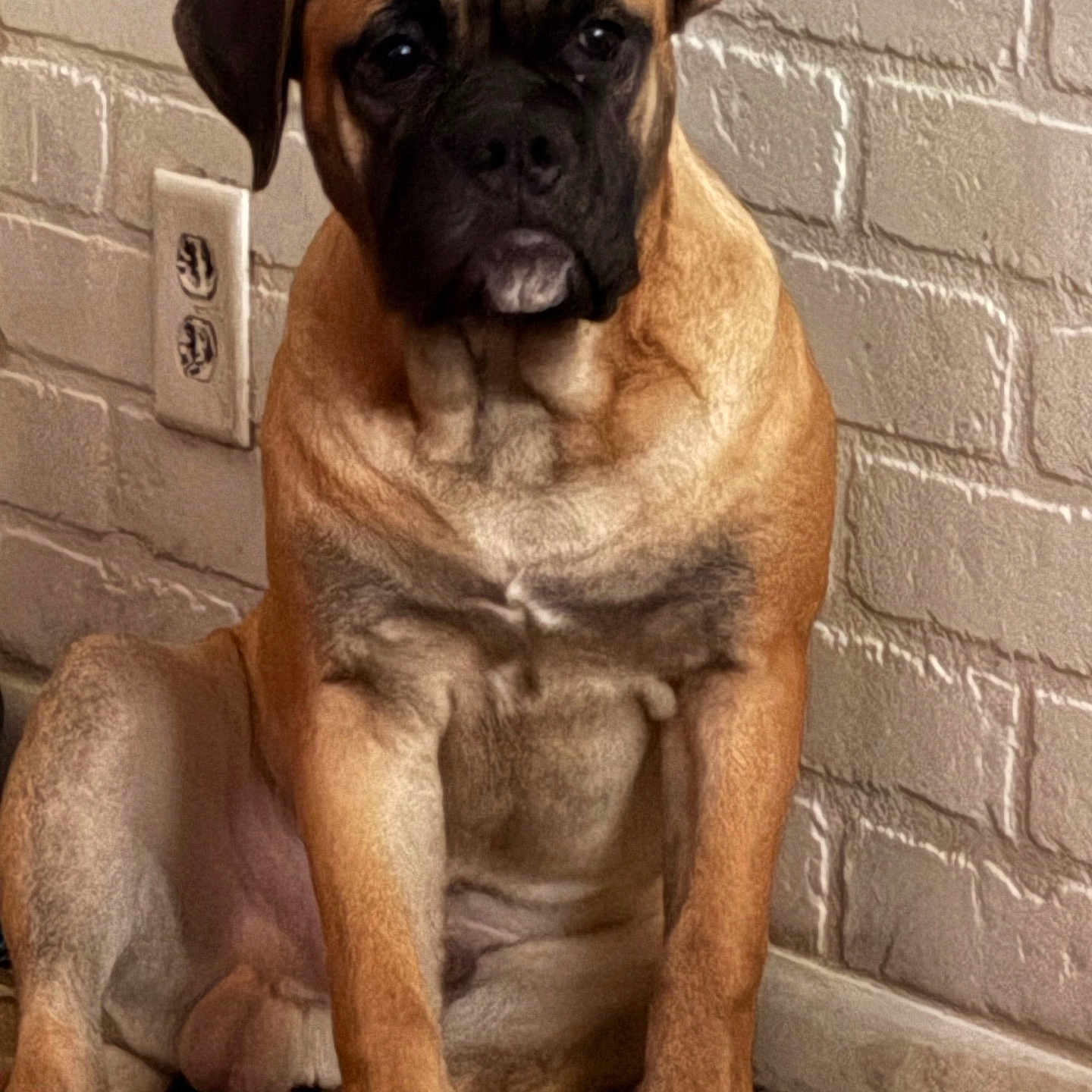 Zeus is registered to the contest to win money with this photo: animal, architecture, boxer, building, bulldog, canine, dog, frenchbulldog, hound, pet, pitbull, pug, puppy, snout, wall