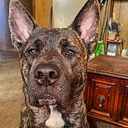 Ragnarok joined the competition — help win amazing prizes! dog, brindle, pet, indoor, furniture, wooden, table, carpet, collar, tag, ears, face, close_up, brown, white_patch, home, living_room, domestic_animal, animal, portrait