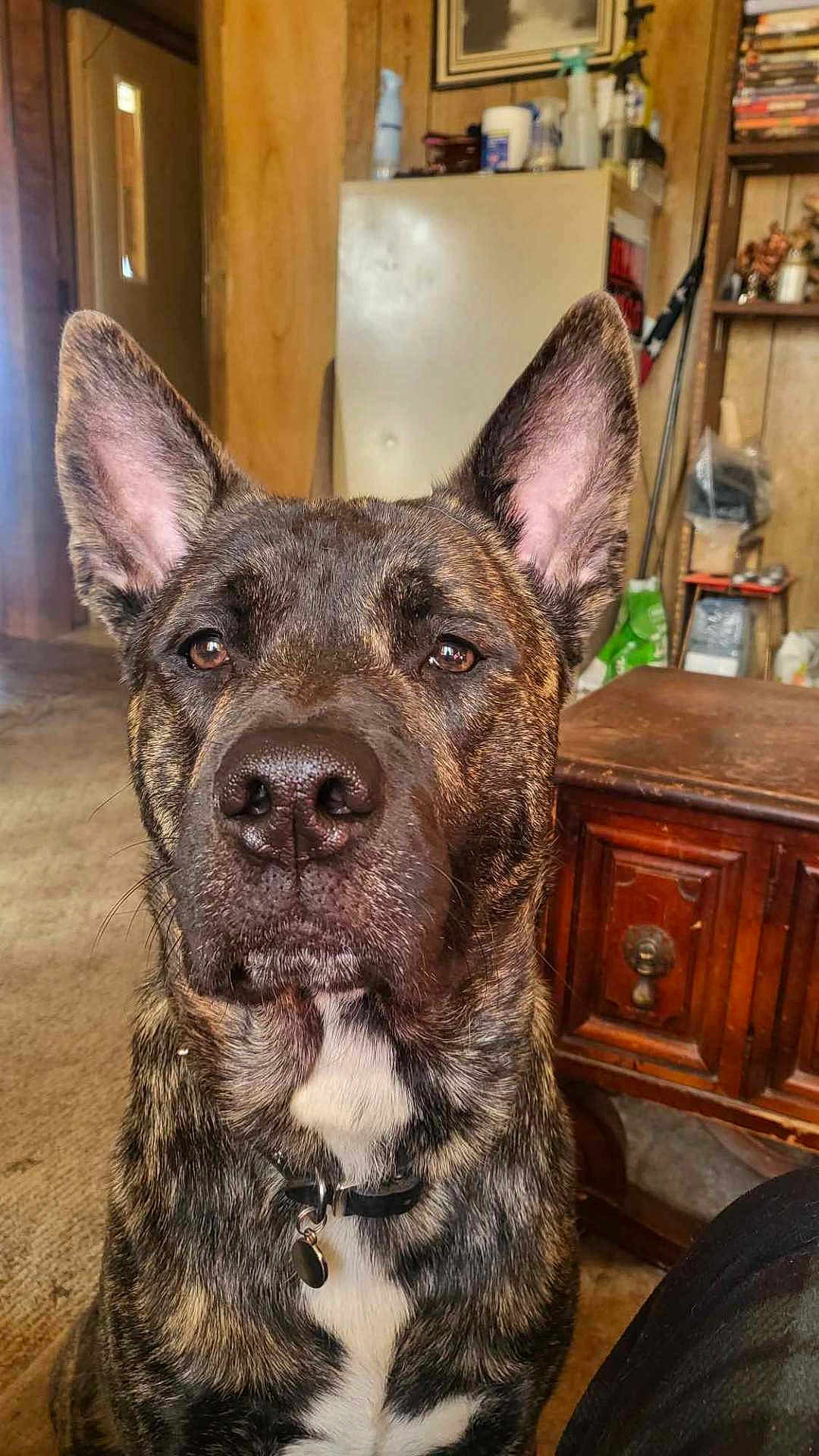 Ragnarok joined the competition — help win amazing prizes! dog, brindle, pet, indoor, furniture, wooden, table, carpet, collar, tag, ears, face, close_up, brown, white_patch, home, living_room, domestic_animal, animal, portrait