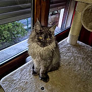 Azzaro participe au concours pour gagner de l'argent avec cette photo : cat, fluffy, gray_cat, window, cat_tree, indoor, pet, animal, feline, fur, yellow_eyes, sitting, cozy, sunlight, wooden_frame, home, relaxed, looking, daylight, soft_texture
