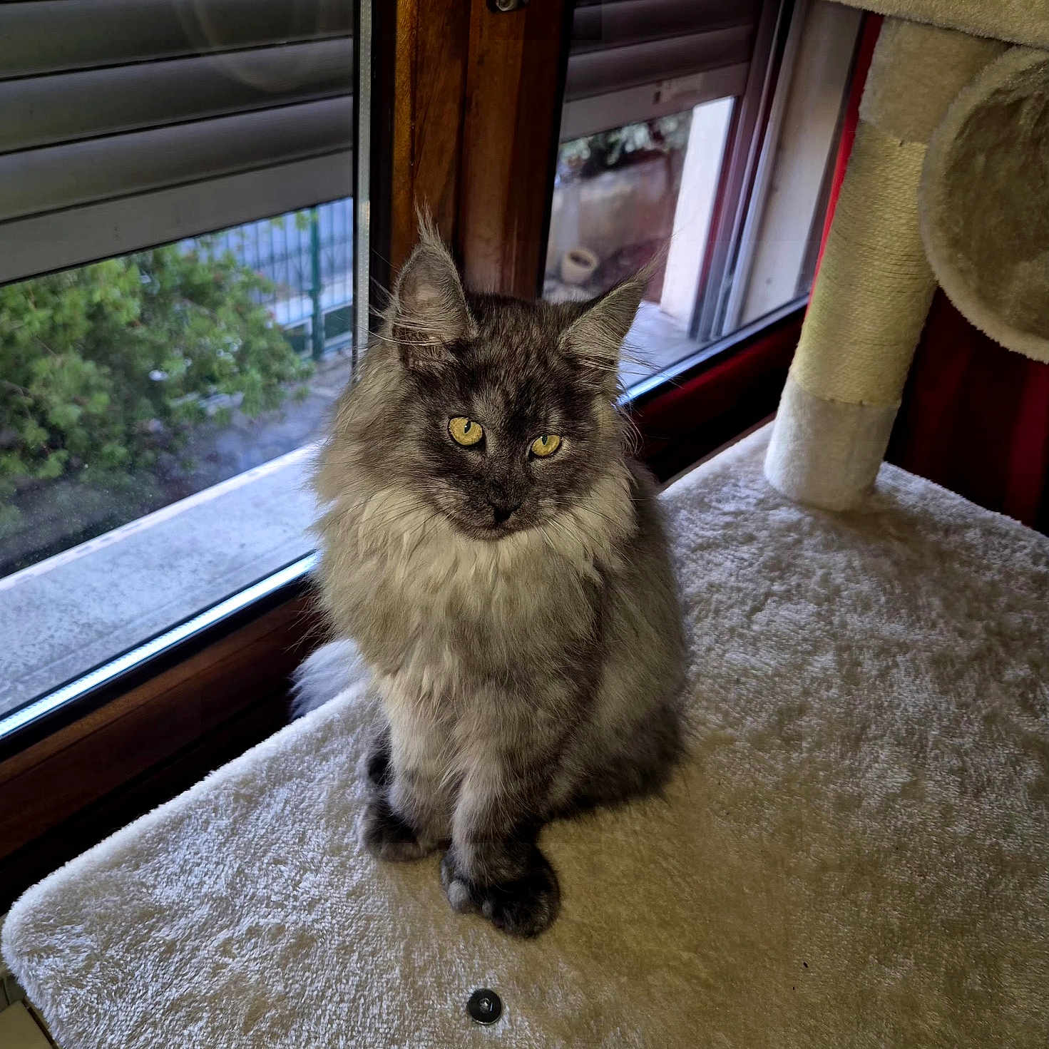 Azzaro participe au concours pour gagner de l'argent avec cette photo : cat, fluffy, gray_cat, window, cat_tree, indoor, pet, animal, feline, fur, yellow_eyes, sitting, cozy, sunlight, wooden_frame, home, relaxed, looking, daylight, soft_texture