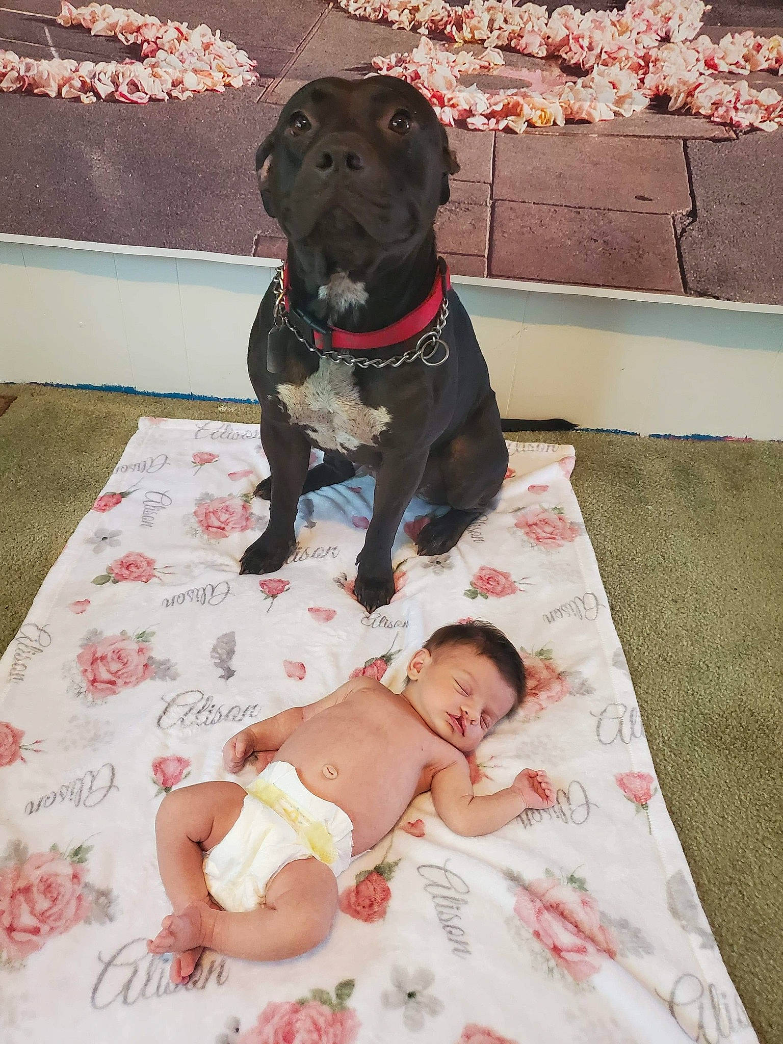 Gemma is registered to the contest to win money with this photo: bandog, cane_corso, canidae, carnivore, child, companion_dog, dog, dog_breed, fawn, great_dane, guard_dog, non_sporting_group, person, sporting_group