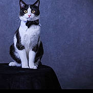 Tuxedo Teddy is registered to the contest to win money with this photo: cat, black_and_white, bow_tie, collar, portrait, feline, pet, indoor, studio, posing, sitting, animal, whiskers, ears, eyes, fur, table, background, texture, formal