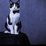 cat, black_and_white, bow_tie, collar, portrait, feline, pet, indoor, studio, posing, sitting, animal, whiskers, ears, eyes, fur, table, background, texture, formal