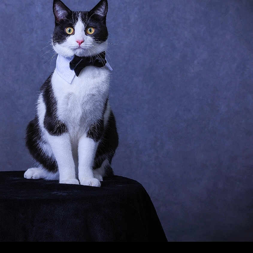 Tuxedo Teddy is registered to the contest to win money with this photo: animal, background, black_and_white, bow_tie, cat, collar, ears, eyes, feline, formal, fur, indoor, pet, portrait, posing, sitting, studio, table, texture, whiskers