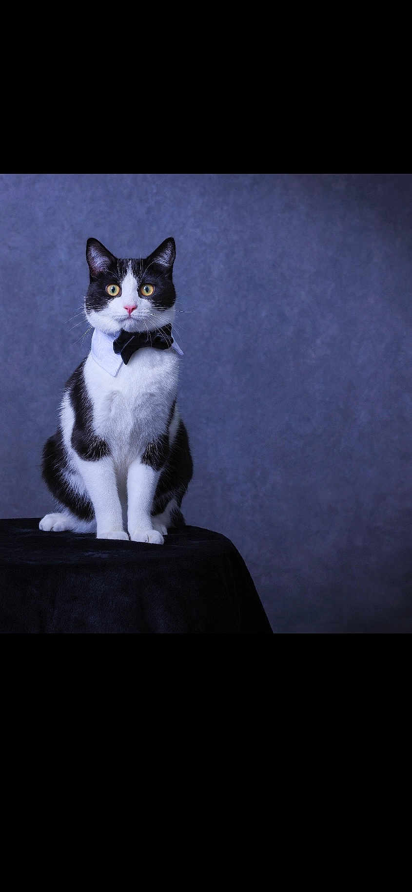 Tuxedo Teddy is registered to the contest to win money with this photo: cat, black_and_white, bow_tie, collar, portrait, feline, pet, indoor, studio, posing, sitting, animal, whiskers, ears, eyes, fur, table, background, texture, formal