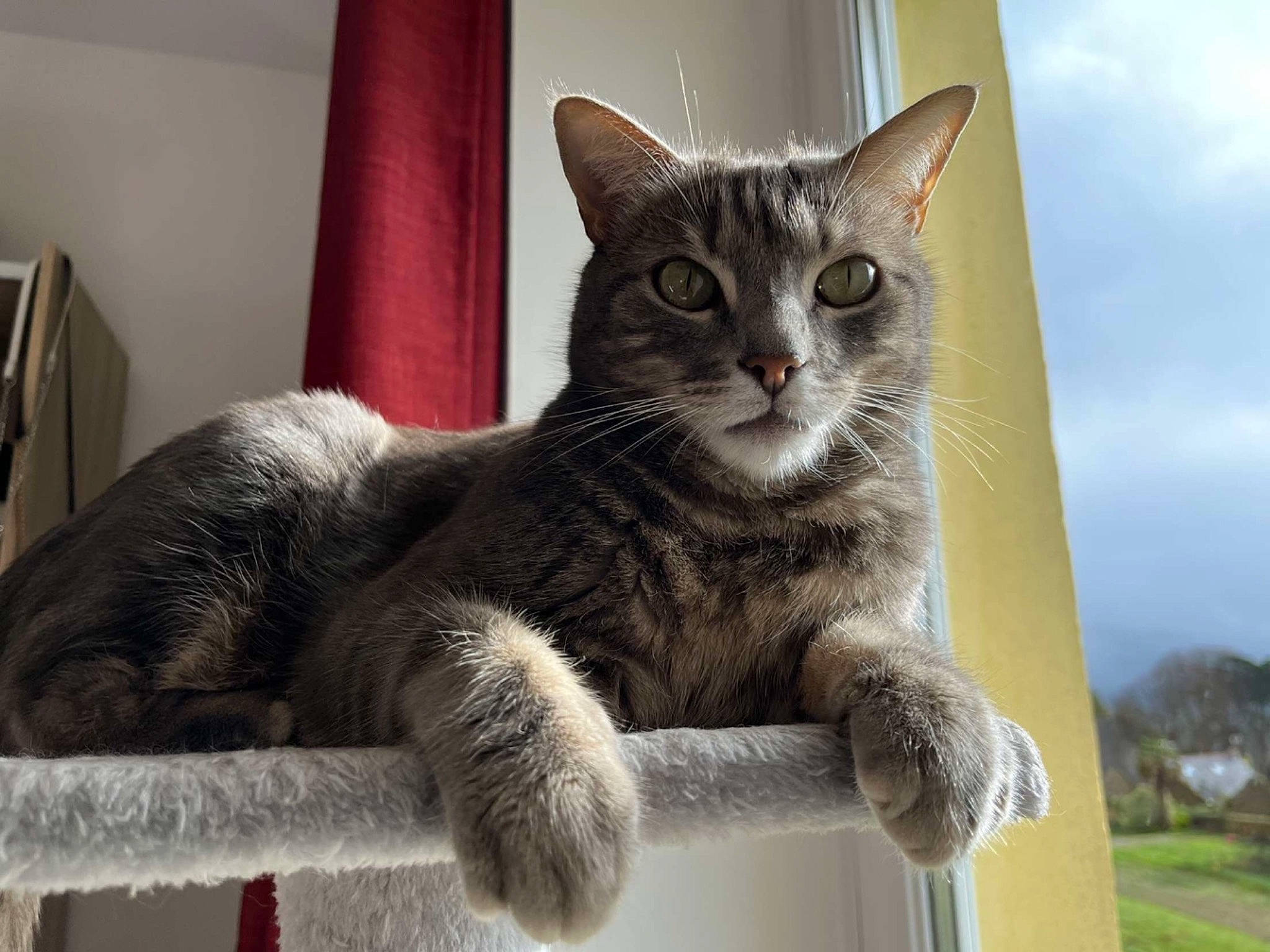 Moustik participe au concours pour gagner de l'argent avec cette photo : carnivore, cat, cat_supply, claw, cloud, domestic_short_haired_cat, felidae, fur, grey, paw, sitting, sky, small_to_medium_sized_cats, snout, tail, terrestrial_animal, tree, whiskers, window