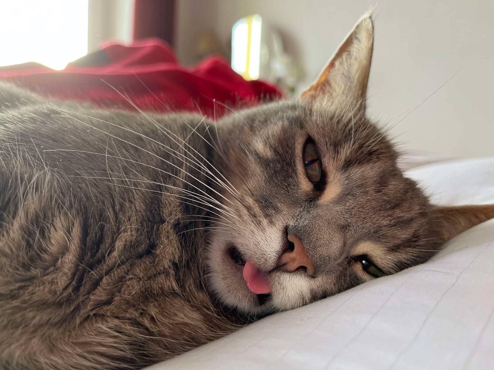 Moustik a rejoint le concours — aidez-le/la à gagner de superbes lots ! carmine, carnivore, cat, cat_supply, claw, comfort, domestic_short_haired_cat, felidae, fur, nap, paw, small_to_medium_sized_cats, snout, whiskers