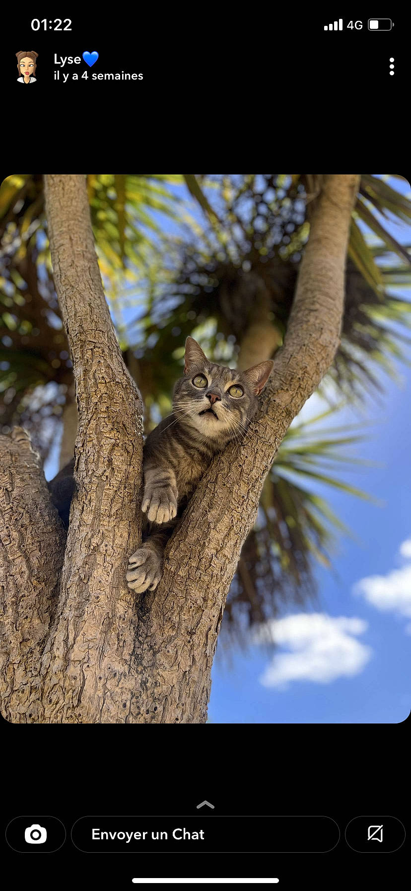 Moustik a rejoint le concours — aidez-le/la à gagner de superbes lots ! carnivore, cat, cloud, domestic_short_haired_cat, electric_blue, fawn, felidae, fur, grass, plant, sky, small_to_medium_sized_cats, tail, terrestrial_animal, tree, trunk, twig, whiskers, wildlife, wood