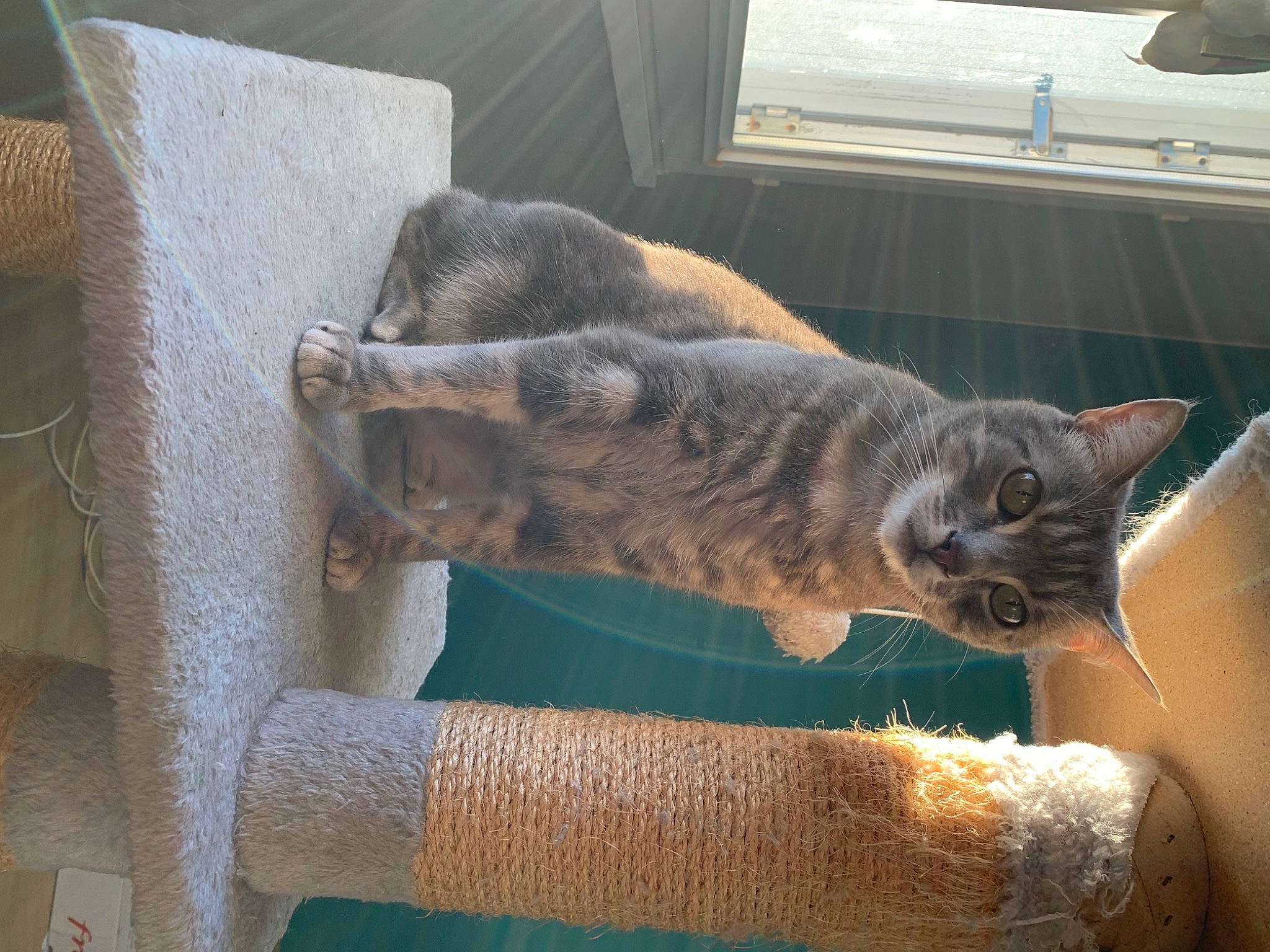 Moustik participe au concours pour gagner de l'argent avec cette photo : carnivore, cat, cat_supply, claw, comfort, domestic_short_haired_cat, fawn, felidae, fur, grey, small_to_medium_sized_cats, snout, tail, terrestrial_animal, whiskers, window, wood