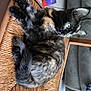 cat, tortoiseshell, chair, woven_chair, indoor, pet, feline, curious, relaxed, couch, home, floor, board_game, box, animal, fur, whiskers, ears, eyes, resting