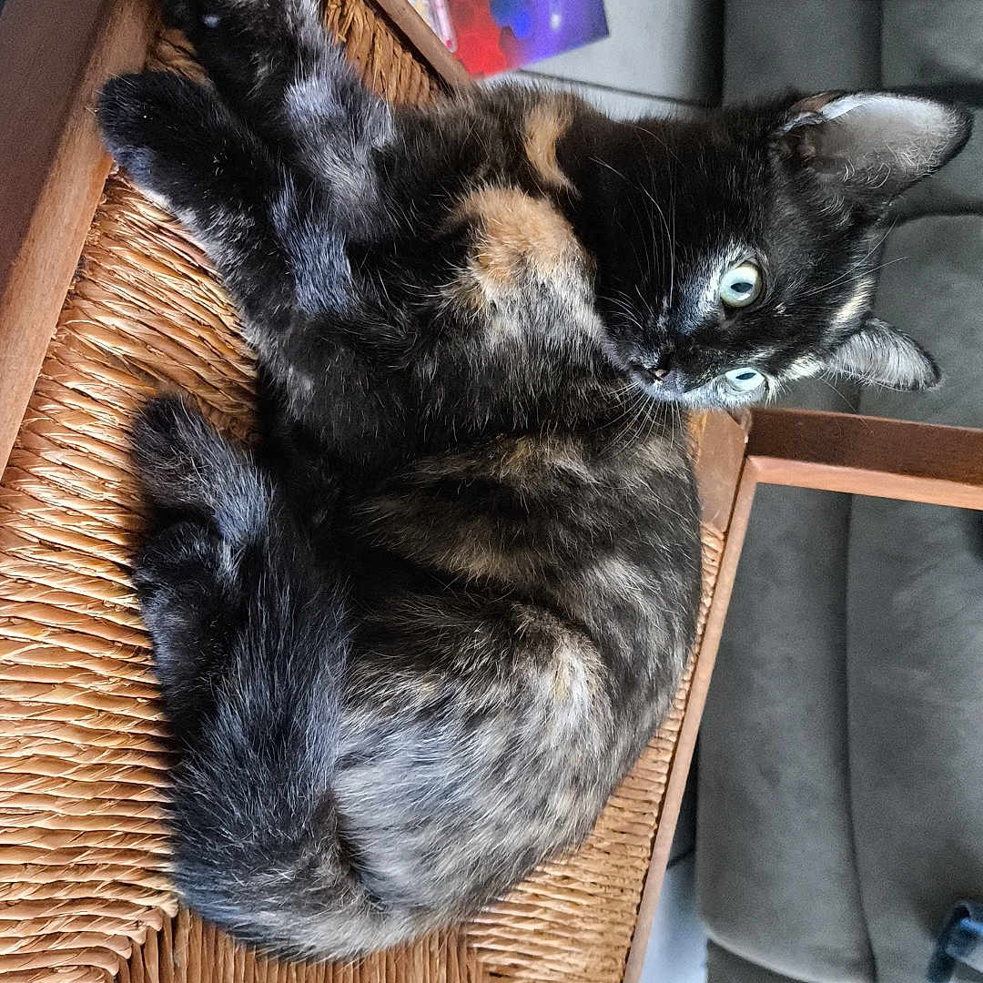 Lucky participe au concours pour gagner de l'argent avec cette photo : animal, board_game, box, cat, chair, couch, curious, ears, eyes, feline, floor, fur, home, indoor, pet, relaxed, resting, tortoiseshell, whiskers, woven_chair