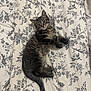 Milo participe au concours pour gagner de l'argent avec cette photo : cat, kitten, tabby, pet, animal, feline, bed, bedding, floral_pattern, indoor, cute, lying_down, young, whiskers, tail, paws, striped, resting, curious, domestic_animal