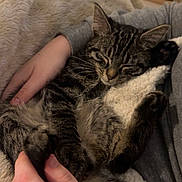 Milo a rejoint le concours — aidez-le/la à gagner de superbes lots ! cat, kitten, sleeping, tabby, pet, animal, feline, cuddle, hands, blanket, cozy, resting, fur, domestic_animal, indoor, comfort, relaxation, person, soft, warm