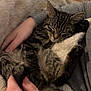 cat, kitten, sleeping, tabby, pet, animal, feline, cuddle, hands, blanket, cozy, resting, fur, domestic_animal, indoor, comfort, relaxation, person, soft, warm