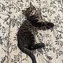 Milo participe au concours pour gagner de l'argent avec cette photo : kitten, cat, tabby, pet, animal, feline, bed, bedding, floral_pattern, indoor, cute, lying_down, young, fur, whiskers, tail, eyes, paws, resting, domestic_animal