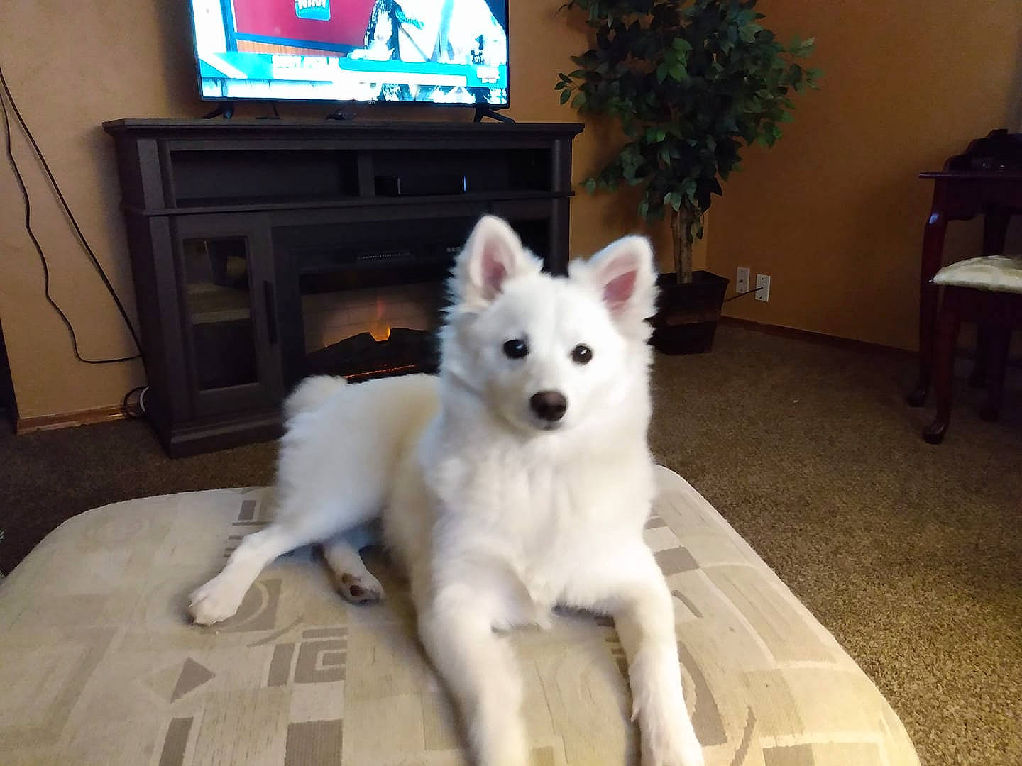 Gigi is registered to the contest to win money with this photo: cable_television, canidae, canis, carnivore, companion_dog, dog, dog_breed, entertainment_center, fawn, flooring, home_appliance, houseplant, picture_frame, plant, snout, spitz, sporting_group, television, television_set, working_animal