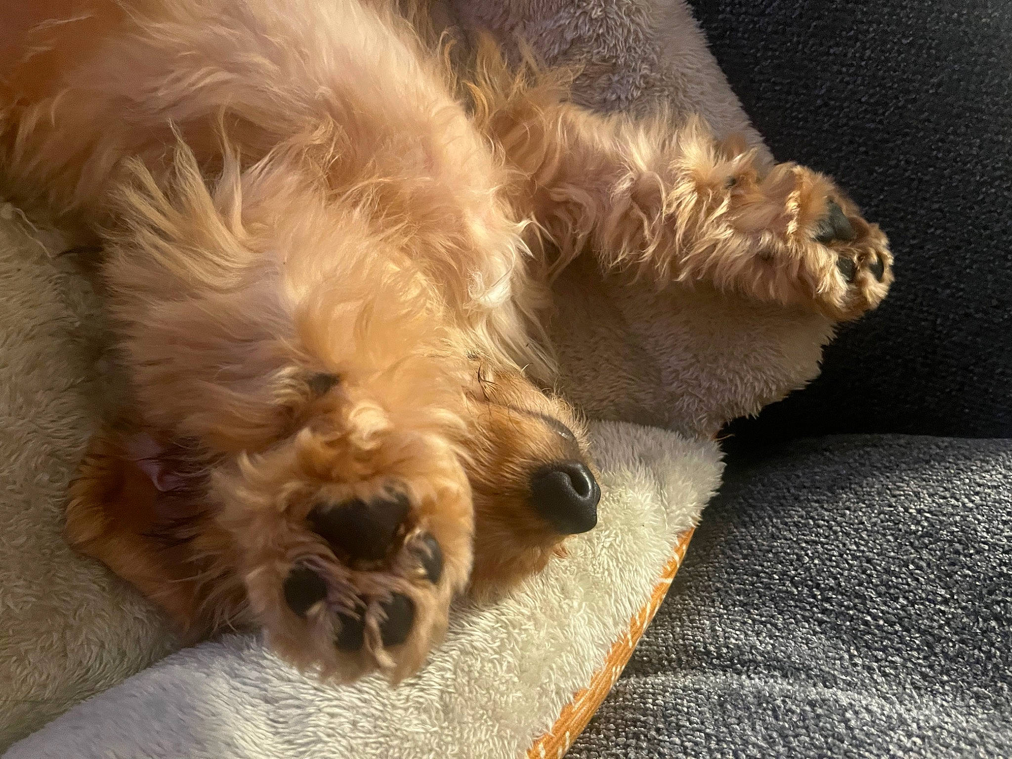 Basil joined the competition — help win amazing prizes! australian_terrier, carnivore, claw, comfort, companion_dog, dog, dog_breed, felidae, fur, liver, paw, small_terrier, small_to_medium_sized_cats, tail, terrestrial_animal, terrier, toy_dog, whiskers, working_animal, yorkshire_terrier