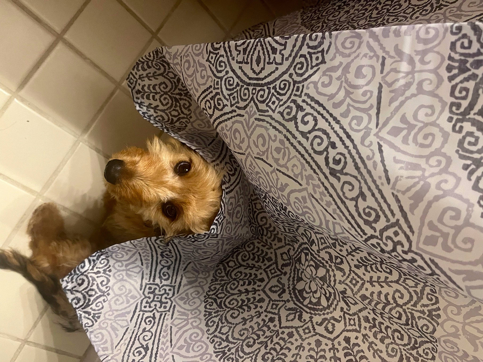 Basil joined the competition — help win amazing prizes! canidae, carnivore, comfort, companion_dog, couch, dog, dog_breed, dog_supply, fawn, flooring, fur, linens, motif, pattern, pet_supply, snout, terrier, toy, toy_dog, working_animal