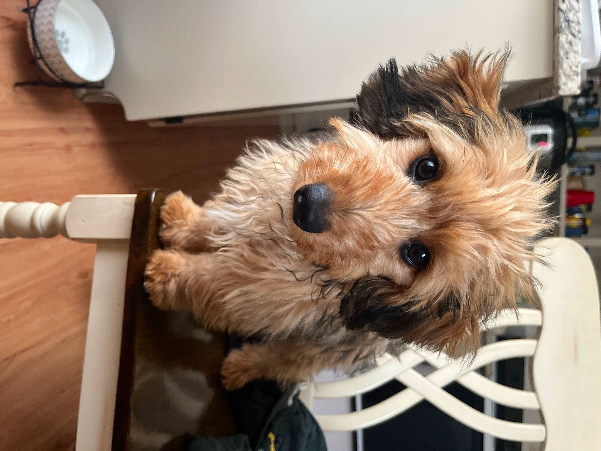 Basil is registered to the contest to win money with this photo: carnivore, companion_dog, dog, dog_breed, flooring, fur, hardwood, maltepoo, mechanical_fan, non_sporting_group, plate, small_terrier, terrier, toy_dog, wood, working_animal