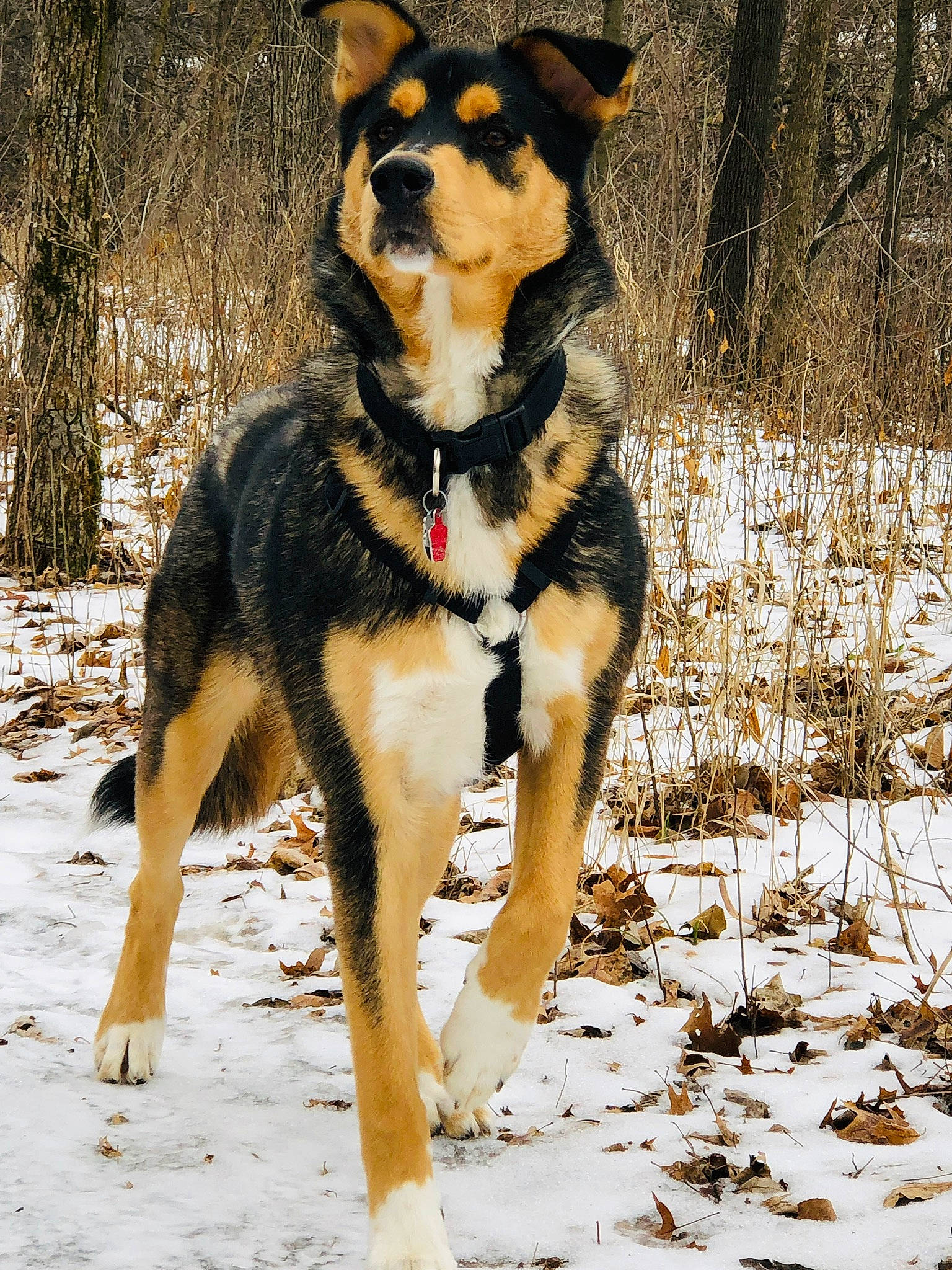 Kai is registered to the contest to win money with this photo: canidae, carnivore, dog, dog_breed, east_european_shepherd, east_siberian_laika, english_shepherd, jamthund, lapponian_herder, mammal, rare_breed_dog, seppala_siberian_sleddog, smooth_collie, snow, sporting_group, vertebrate, winter, working_dog