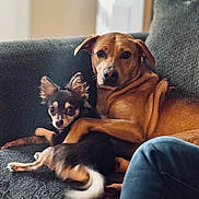 Lil Lady joined the competition — help win amazing prizes! dog, couch, indoor, pets, snuggling, brown_dog, small_dog, cozy, relaxed, fur, ears, tail, home, comfort, animal, companionship, friendship, domestic, mammal, furniture