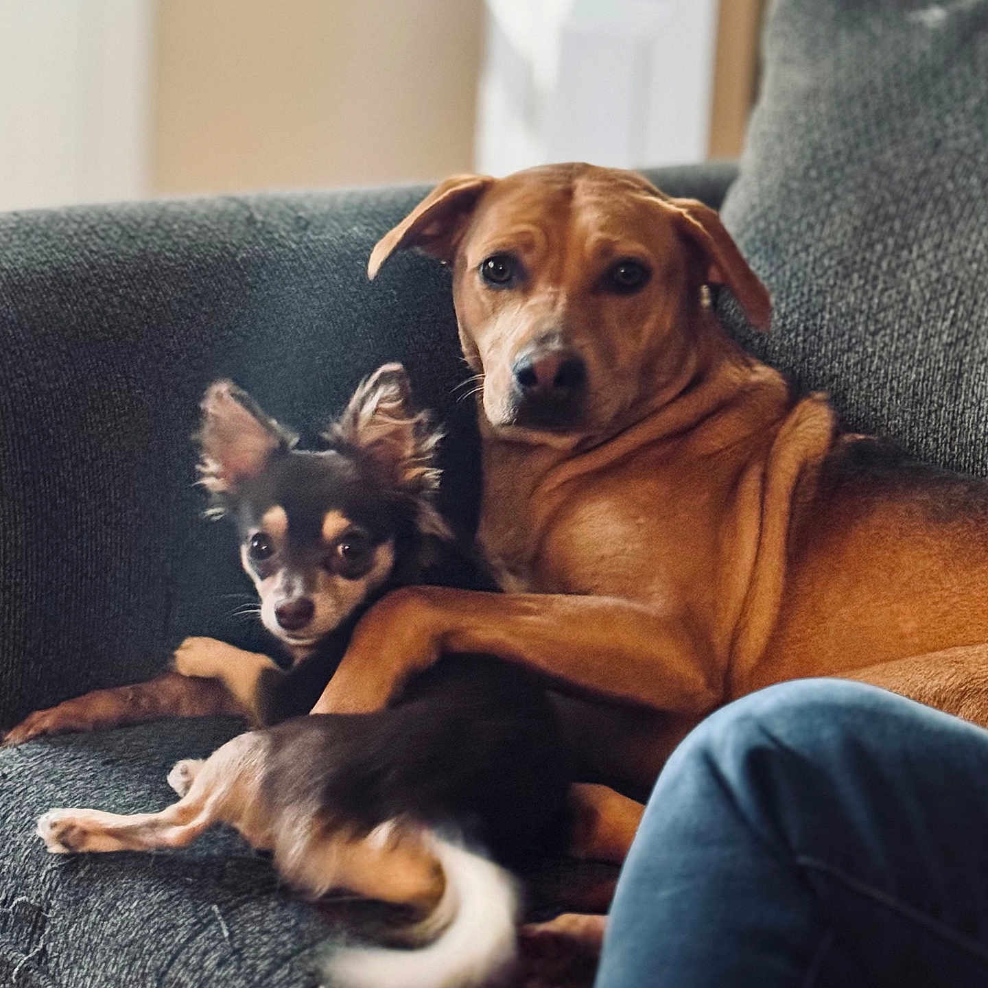 Lil Lady joined the competition — help win amazing prizes! animal, brown_dog, comfort, companionship, couch, cozy, dog, domestic, ears, friendship, fur, furniture, home, indoor, mammal, pets, relaxed, small_dog, snuggling, tail