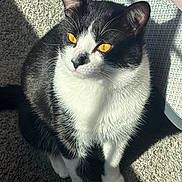 Smokey is registered to the contest to win money with this photo: cat, tuxedo_cat, pet, indoor, sunlight, golden_eyes, whiskers, black_and_white, fur, paws, carpet, portrait, close_up, looking_up, shadow, cozy, domestic, feline, ears, nose