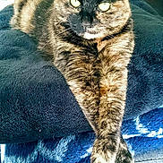 Poupoune a rejoint le concours — aidez-le/la à gagner de superbes lots ! cat, tortoiseshell, pet, animal, feline, cushion, indoor, relaxed, stretching, paws, fur, yellow_eyes, closeup, resting, comfort, cozy, soft, blanket, home, domestic