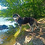 dog, husky, lake, water, trees, nature, outdoor, sunlight, grass, leash, harness, reflection, forest, animal, canine, daytime, pet, happy, tongue_out, shore