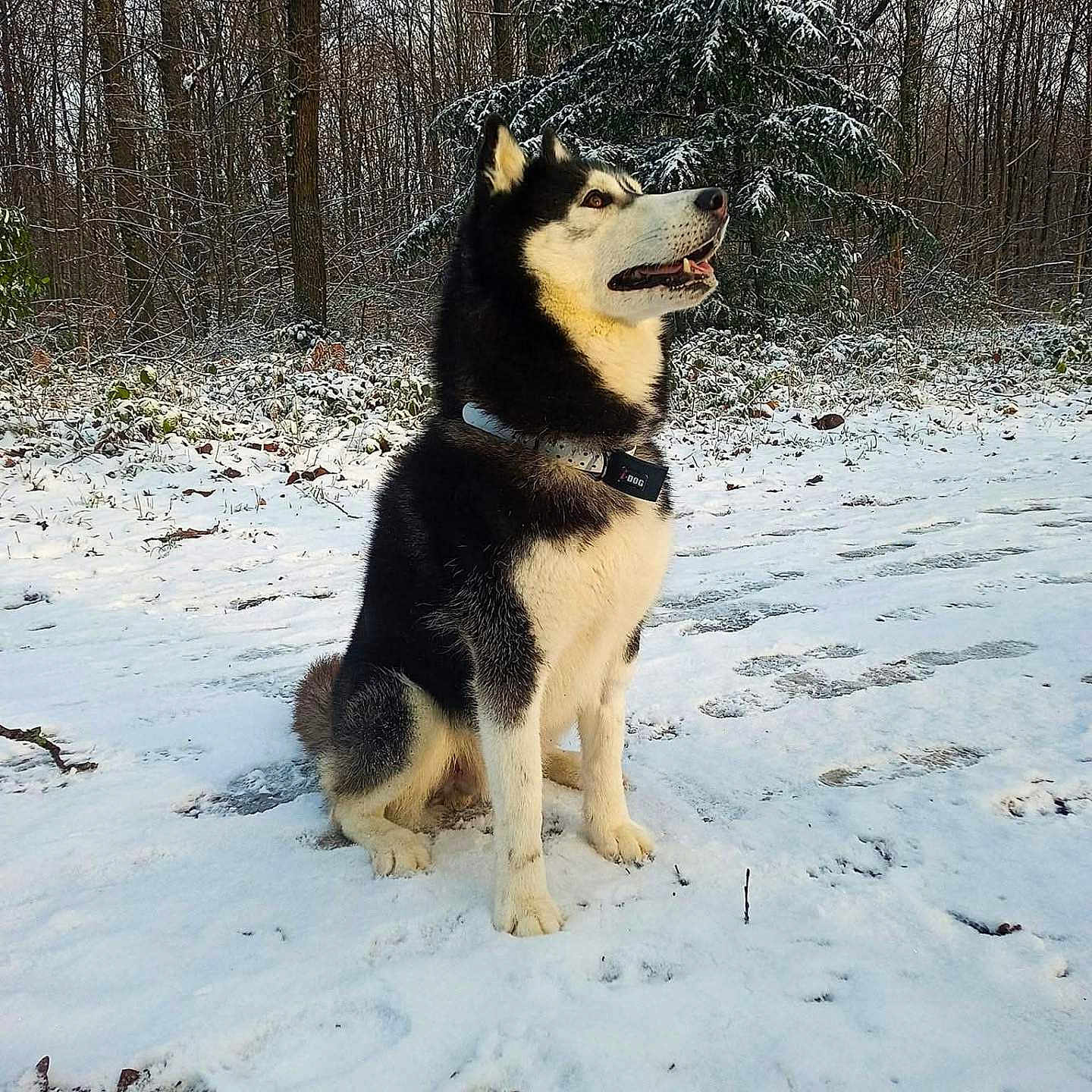 Sysco participe au concours pour gagner de l'argent avec cette photo : alert, animal, canine, cold, collar, daylight, dog, forest, fur, husky, landscape, nature, outdoor, pawprints, pet, sitting, snow, trees, wildlife, winter