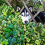 Sysco a rejoint le concours — aidez-le/la à gagner de superbes lots ! dog, husky, face, wooden_fence, ivy, leaves, greenery, outdoor, pet, animal, nature, curious, garden, plants, wood, fur, ears, snout, daylight, closeup