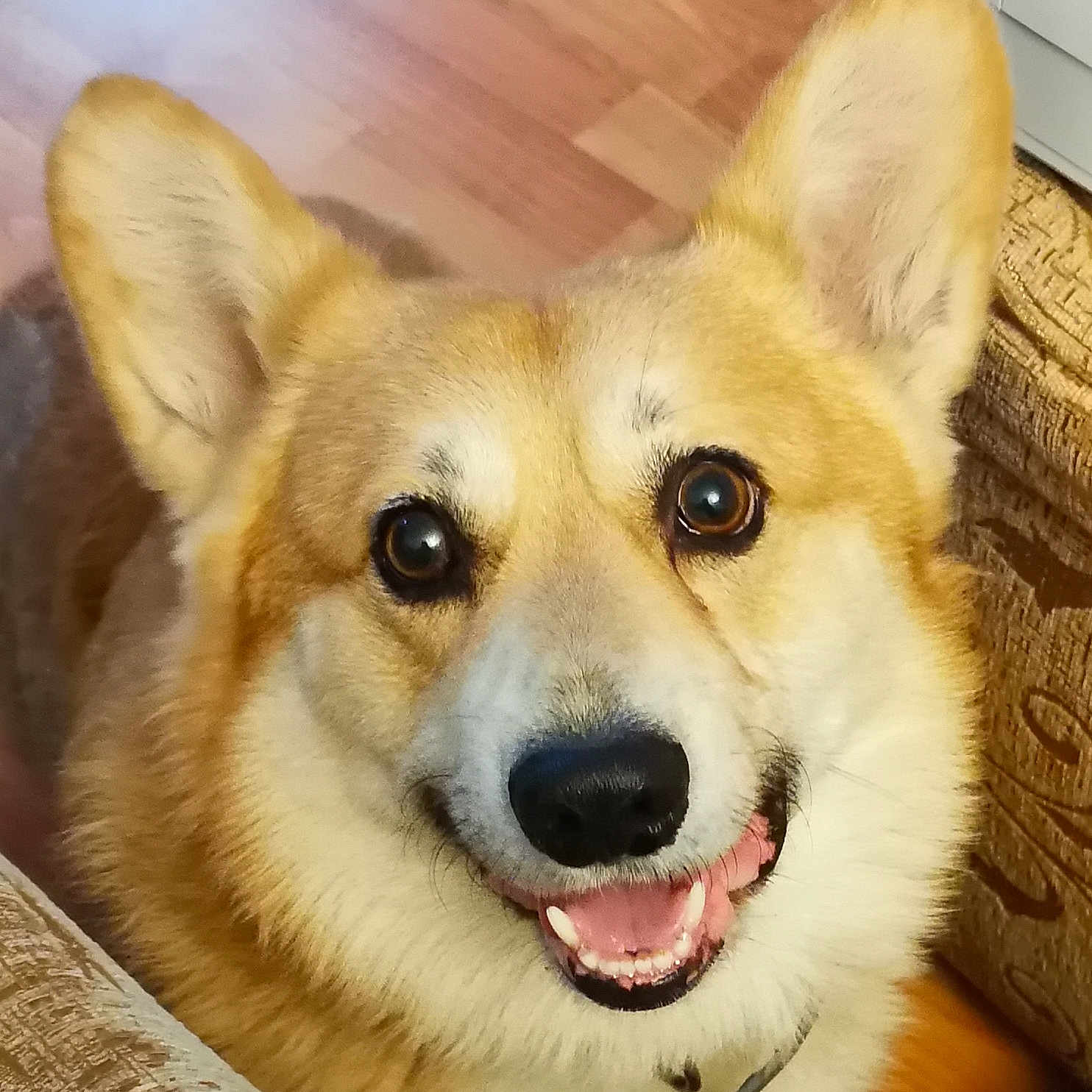 Milton participe au concours pour gagner de l'argent avec cette photo : animal, brown, canine, closeup, collar, corgi, cute, dog, domestic, ears, face, floor, furniture, happy, indoor, pet, smiling, teeth, tongue, white